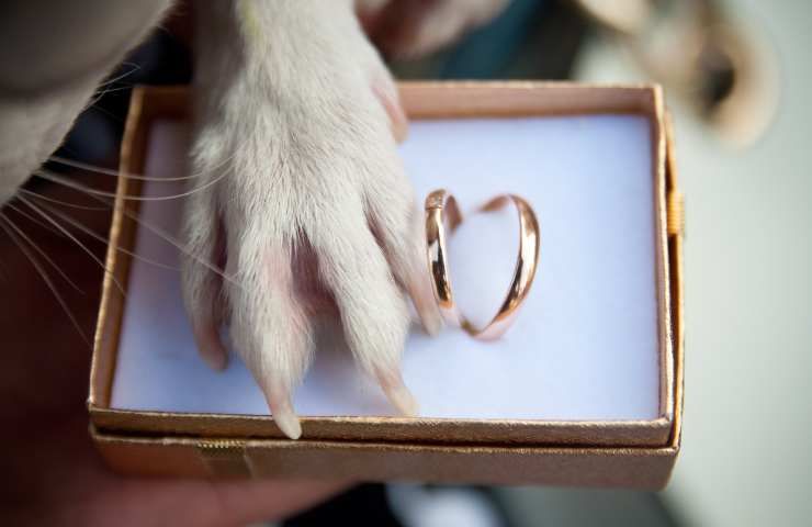 matrimonio con cane